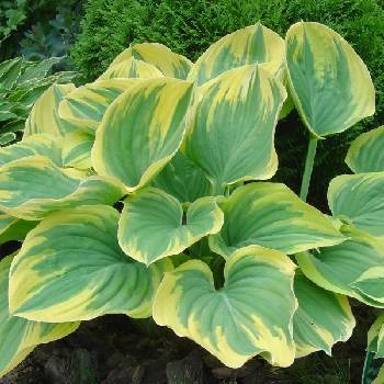 Хоста Hosta ‘Fragrant King’